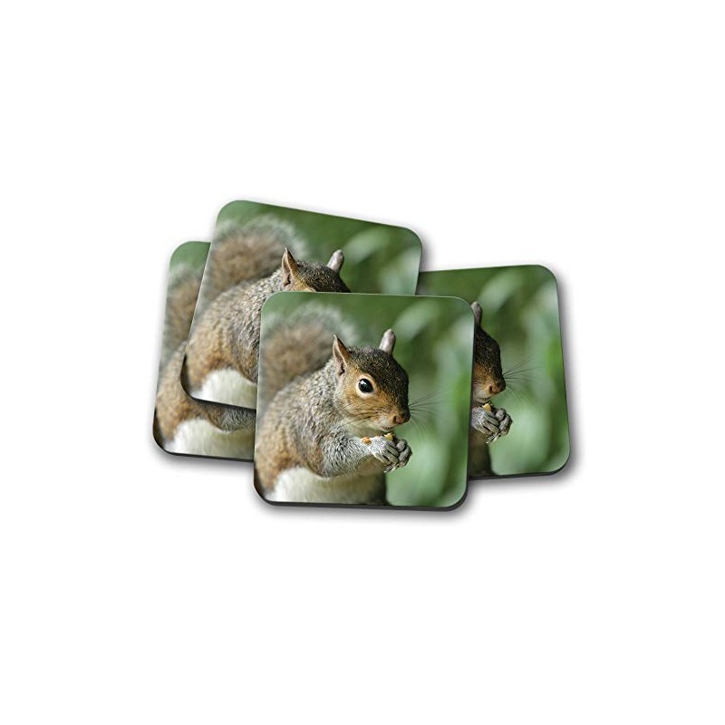 4 Set - Wild Squirrel Coaster - Nature Wildlife Animals