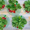 codree 10 Pack Strawberry Plant Supports, Strawberry Plant Stand with