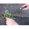 相田 Joint Sennari Weed Cutting Angle with Scythe 片刃 Ad