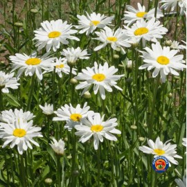 The Gardening World 1000 SHASTA DAISY "ALASKA" Chrysanthemum Maximum Flower Seeds
