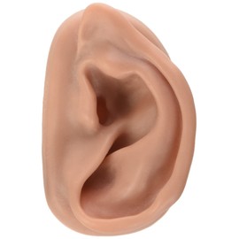 3B Scientific N15/1R Right Ear Acupuncture Model