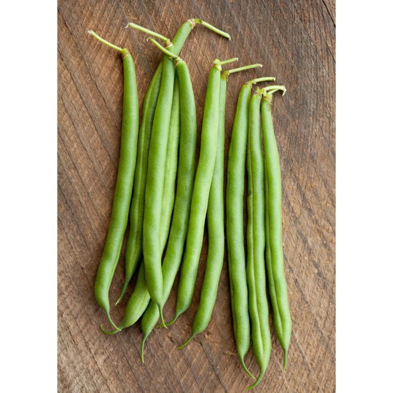 TomorrowSeeds Blue Lake 274 Green Bean Seeds (Bush) | Stringless