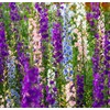 Rocket Larkspur Mixed Seeds
