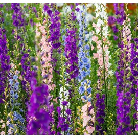 Rocket Larkspur Mixed Seeds