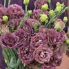 Lisianthus Flower Seeds for Planting - 200 Annual Lisianthus Non-GMO