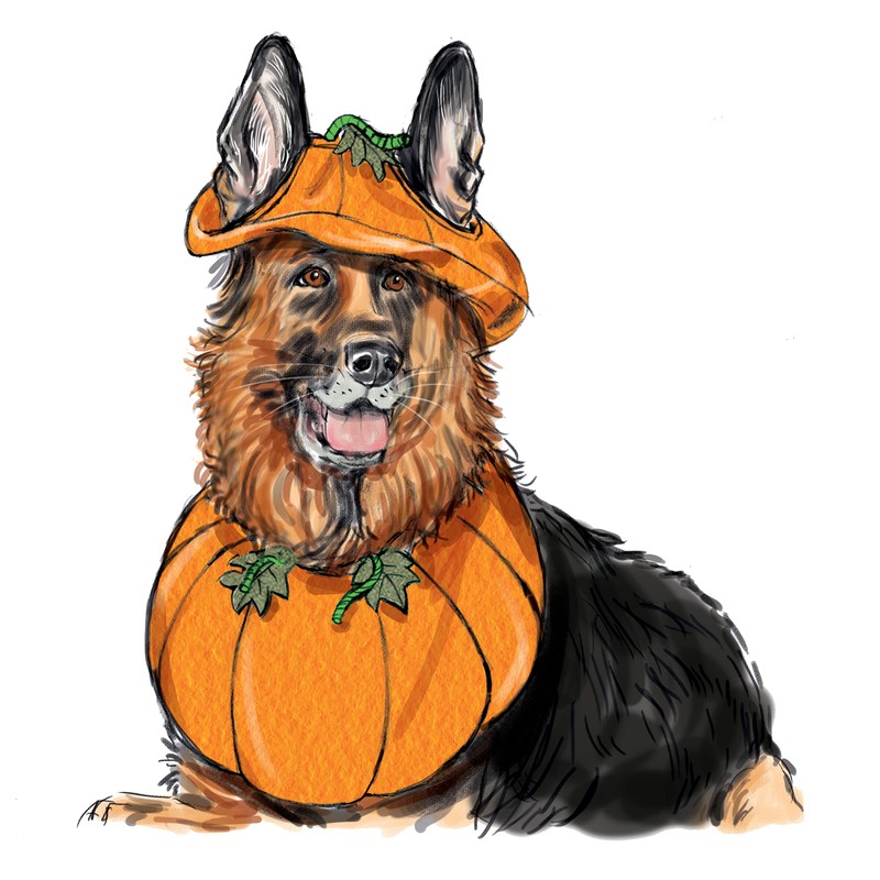 Simplicity Pet Accessories Sewing Pattern Kit, Code S9497, Sizes S-M-L,