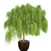 Twigz Nursery 2 DRAGON BONSAI CUTTING STARTS! Weeping Willow Tree