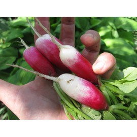 Seeds French Radish 18 Days Early Heirloom Vegetable for Planting Non GMO