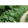Indocalamus Tessellatus, Cold Hardy Tropical Bamboo Plant, up to 2'