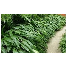 Indocalamus Tessellatus, Cold Hardy Tropical Bamboo Plant, up to 2' Long Leaves