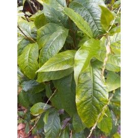 Fresh organic Anamu herb, hen weed guinea, petiveria alliacea, 4 oz