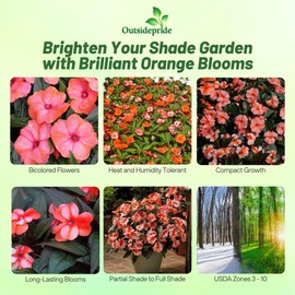 Outsidepride New Guinea Orange Sweet Impatiens Seeds - 50pcs High-Density, Annual Flower Seeds for Planting Outdoors for Large Packs, Patio Containers, Hanging Baskets & Small Pots (AAS Winner)