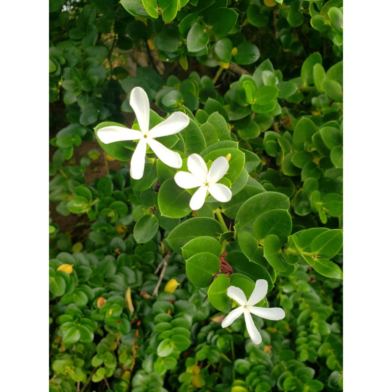 Carissa macrocarpa - Natal plum/ Harvested September 3rd 2020 -