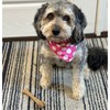 SPOT Bam-Bones Bone - Made with Strong Bamboo Fiber, Durable