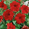 Outsidepride Petunia Multiflora Red - 250 Seeds