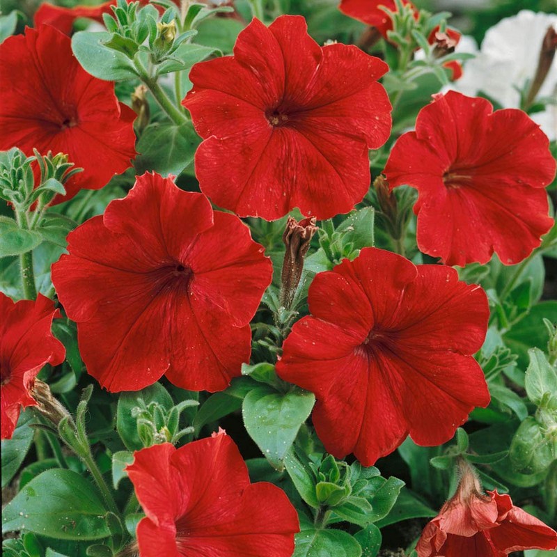 Outsidepride Petunia Multiflora Red - 250 Seeds