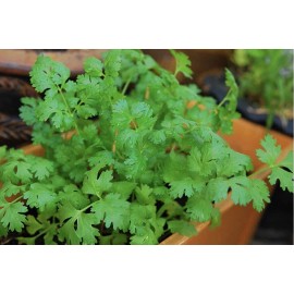 Fresh 300 Fresh Cilantro/Coria