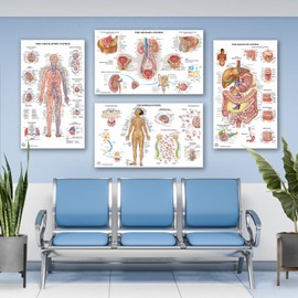 17 Human Anatomy Posters - Medical Posters, Circulatory, Skeletal, Male Reproductive, Female Reproductive, Muscular, Lymphatic, Nervous, Digestive, Endocrine, Respiratory, Urinary Systems, Anatomy of the Spine, Brain, Ear, Nose & Throat, Heart, Eye, Teeth, Models, Science Biology Health Poster for Classroom, Office, 18x30