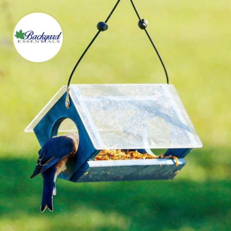 Backyard Essentials Petite Bluebird Feeder with Plexiglass Roof and Powder