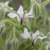Southeast Seeds White Borage, Bianca, Starflower, Tailwort, NON-GMO, Heirloom, FREE