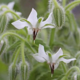 Southeast Seeds White Borage, Bianca, Starflower, Tailwort, NON-GMO, Heirloom, FREE SHIPPING - 30 Seeds