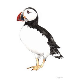 Clare Baird Creations Tea Towel in a Puffin Design