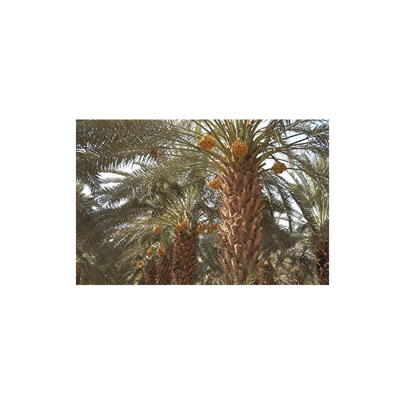 10 Medjool Date Palm Seeds, Pits, Phoenix dactylifera Large Fruit