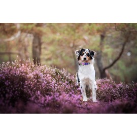 BoomBone 2 Pack Spring Dog Collar for Large Dogs, Quick Release Floral Dog Collar Girl with Flower Bow