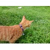 Giecooh 2 Pack Cat Collar Breakaway with Bells, Adjustable Cute