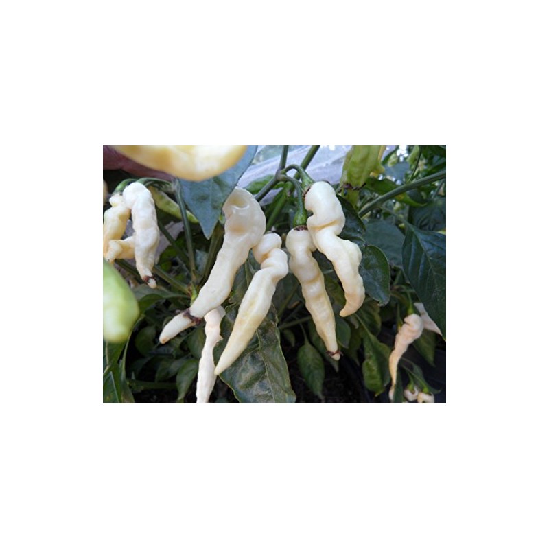 Murupi Amarela Pepper 10+ Seeds