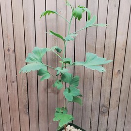 Planet Desert Ginkgo biloba