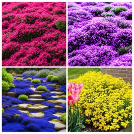 6000+Perennial Mixed Creeping Thyme Thymus Serpyllum Seeds for Planting Outdoor Plant in Your Home Garden Backyard
