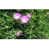 Happy Garden 6 Fresh Cuttings Ice Plant, Purple Pink Color,