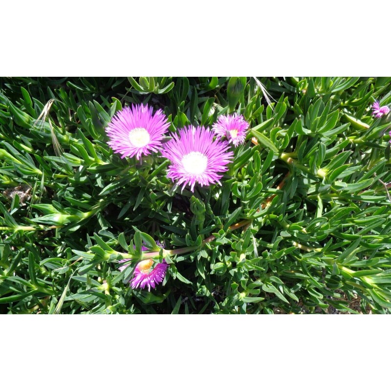 Happy Garden 6 Fresh Cuttings Ice Plant, Purple Pink Color,