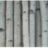 Four Thick White Birch Poles 7 ft
