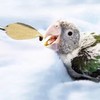 YAODHAOD 4.7" Bird Parrot Stainless Steel Metal Feeding Spoon Parrot