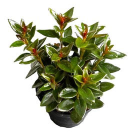 Black Goldfish Plant, adoarable Live Indoor Plant, 4 inch Pot - Hopewind Plants Shop