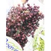Daichi Farm DO003380-400 Preserved Flowers, Pepperberry Preserved, Purple, Approx. L