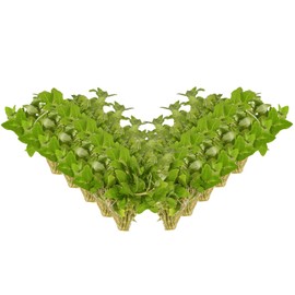 CANTON AQUATICS Live Aquarium Staurogyne S Repens Plants - Long Lasting & Easy to Care - Promote High Water Quality - Fast Growing - 10X Clumps Plants