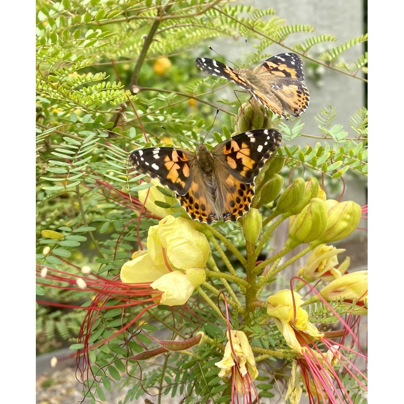 Insect Lore Butterfly Garden - Pavilion School Kit with 33
