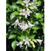 Home-Growth So fragrant Orange Jasmine, Murraya Paniculata - 10 Seeds
