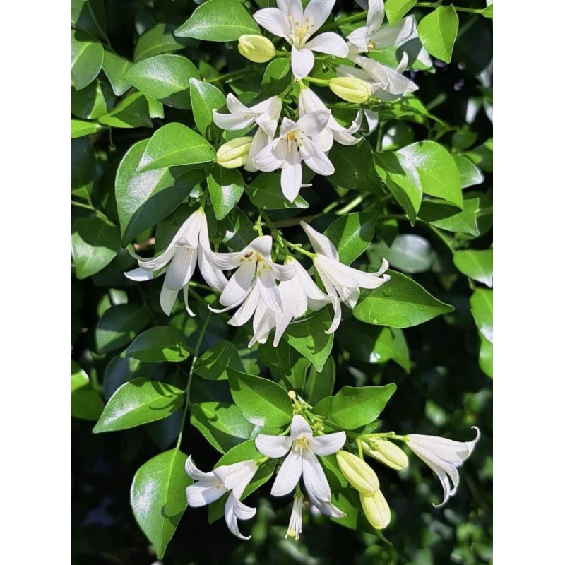 Home-Growth So fragrant Orange Jasmine, Murraya Paniculata - 10 Seeds