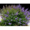 Chaste Tree | 3 Live Seedlings | Texas Lilac Shoal