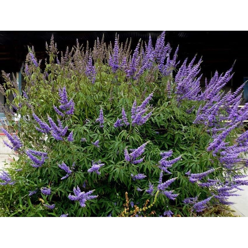 Chaste Tree | 3 Live Seedlings | Texas Lilac Shoal
