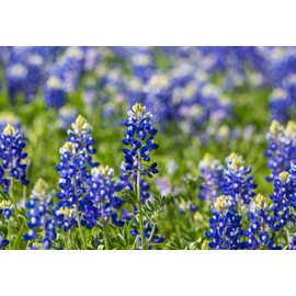 Texas Bluebonnet Flower Seeds for Planting, 25+ Seeds Per Packet, (Isla's Garden Seeds), Non GMO & Heirloom Seeds, Botanical Name: Lupinus texensis, Beautiful Home Garden Gift