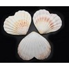 Set of 3 Heart Shaped Natural Scallop Shells (4") Beach