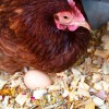 Pampered Chicken Mama Best Eggs Ever! All Natural Nesting Herbs