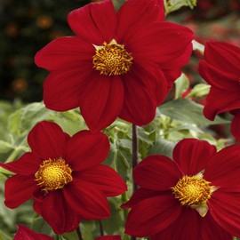 Outsidepride 500 Seeds Annual Dahlia Mignon Red Flower Seeds for Planting