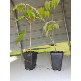 2 Kousa Japanese Dogwood Trees 12-18" Tall Live Plants in Quart Pots - Cornus Kousa