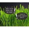 Achterhof Wheatgrass Powder Organic (1 kg) Wheatgrass Powder from German